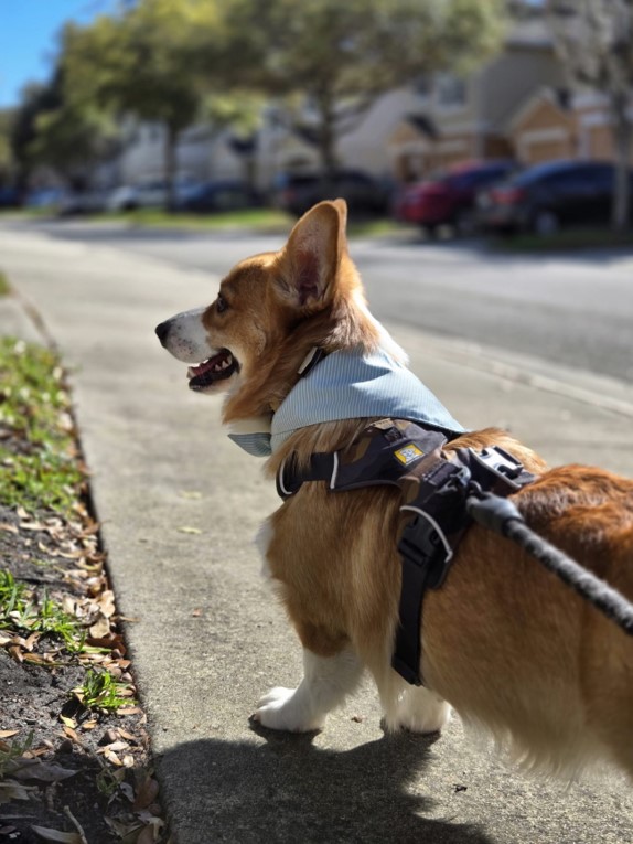 sunny strolls