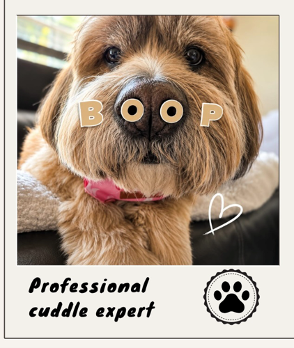 Fluffy dog with BOOP letters on its nose — professional cuddle expert