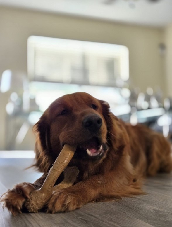 treat time