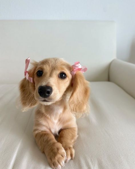 Puppy care (under 1 year)